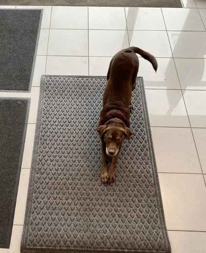 Willow the Dog at Bill Crma Chevy